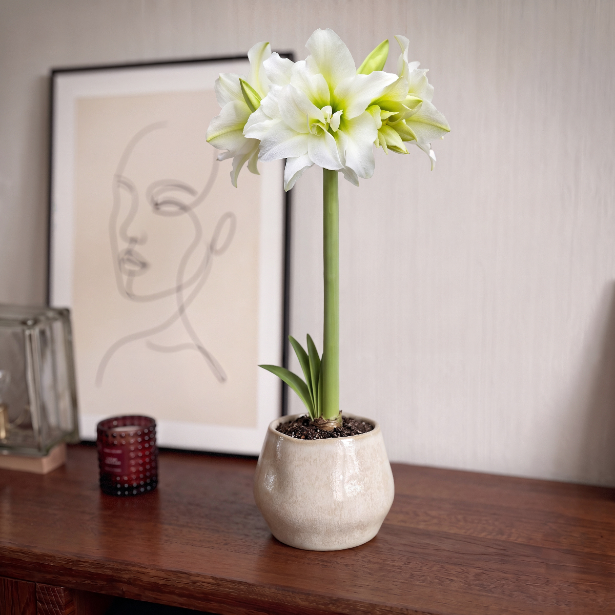 Amaryllis (Hippeastrum) Ice Queen
