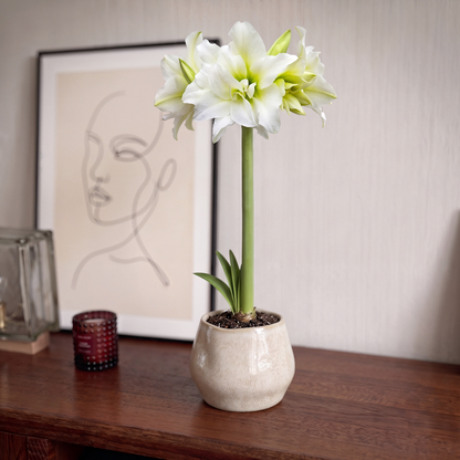 Amaryllis (Hippeastrum) Ice Queen
