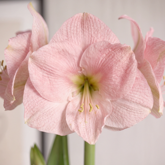 Amaryllis Reve