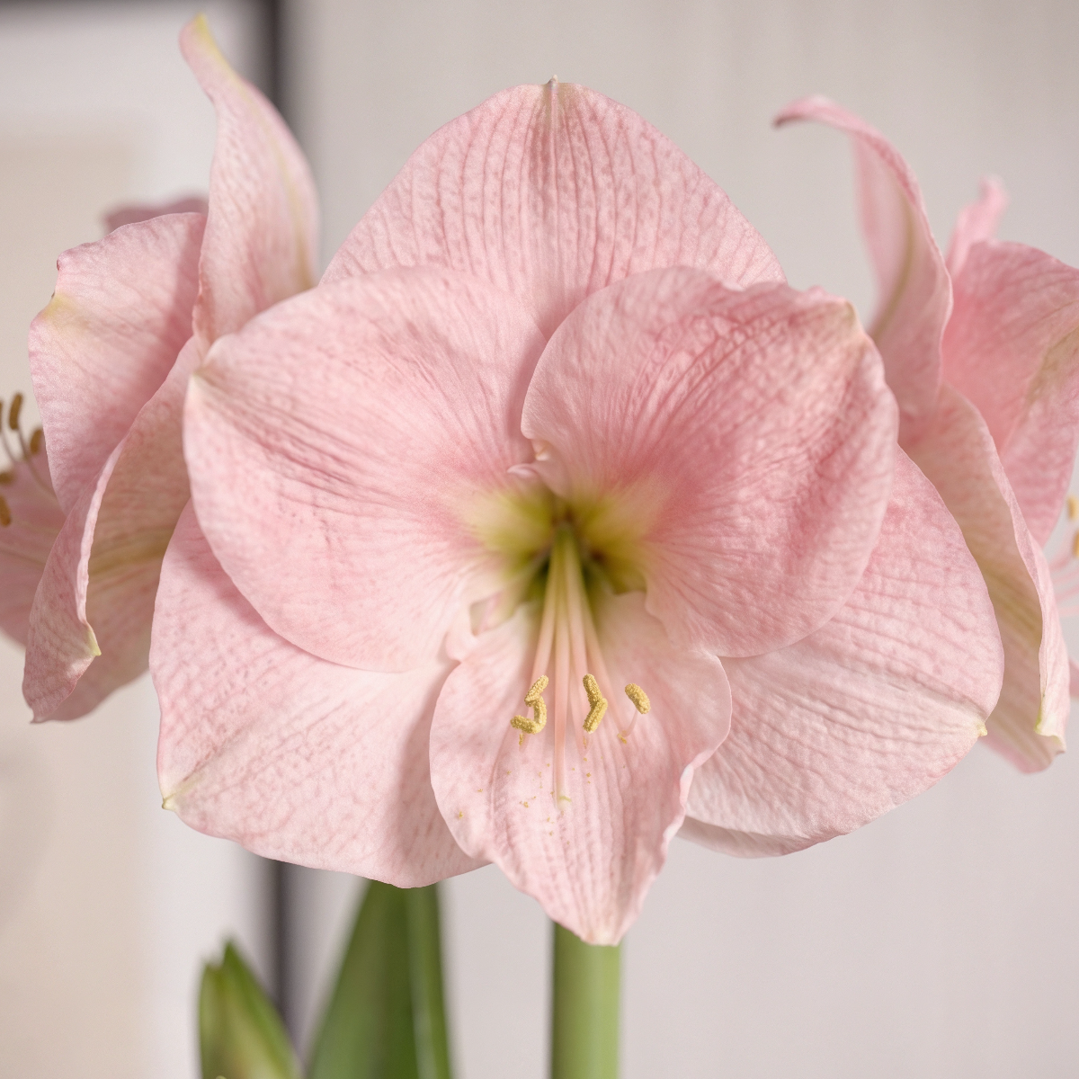 Amaryllis Reve