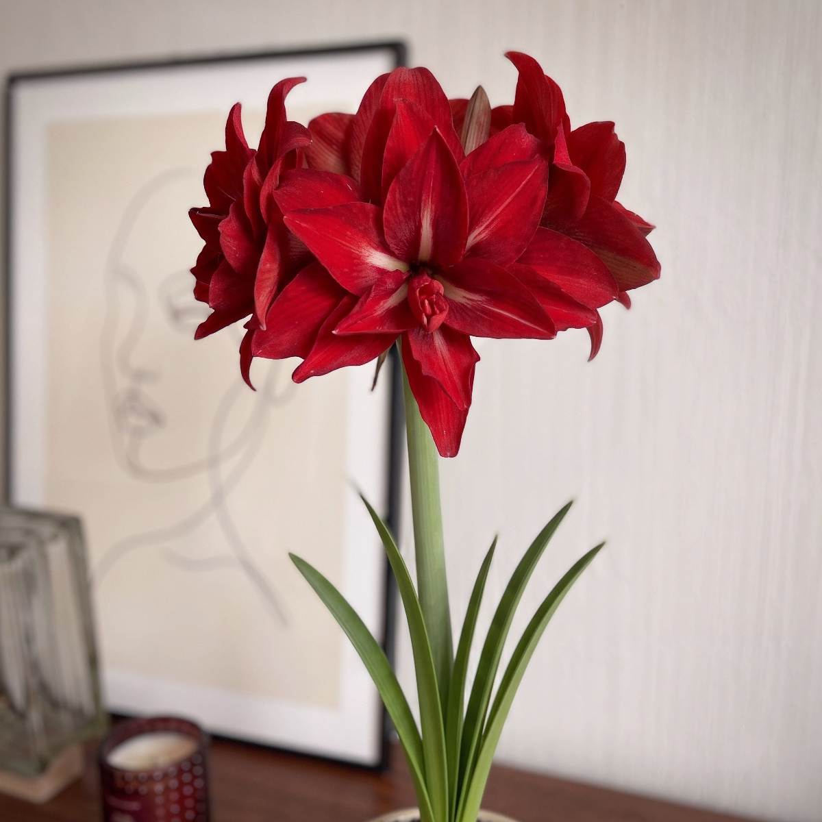 Amaryllis Double Delicious