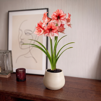 Amaryllis Charisma