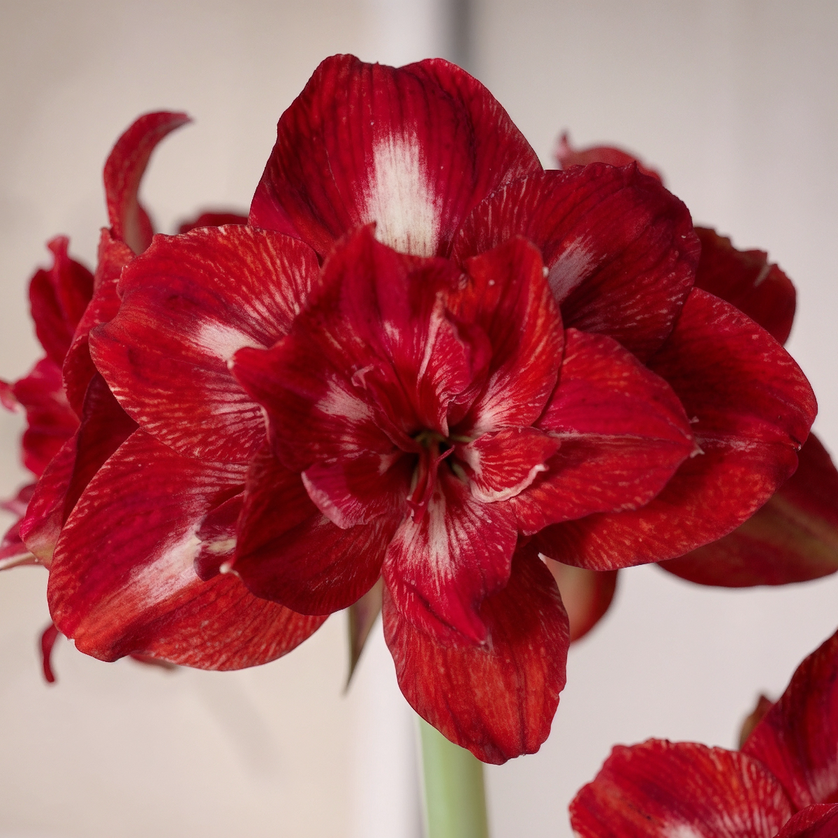 Amaryllis Rock-n-Roll
