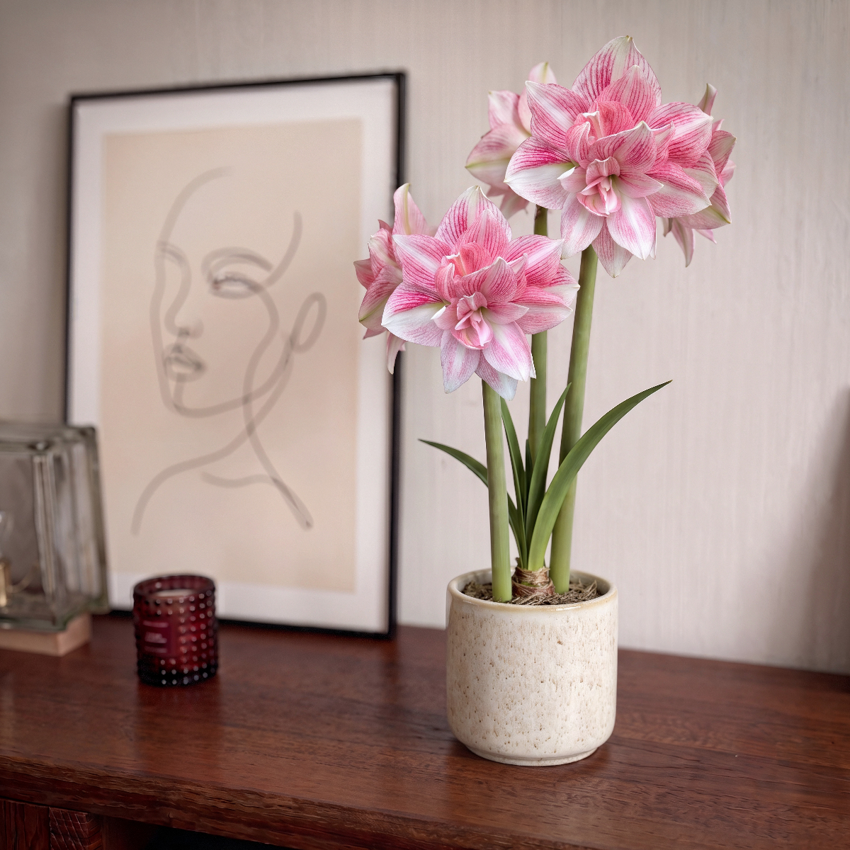 Amaryllis (Hippeastrum) Candy Belle