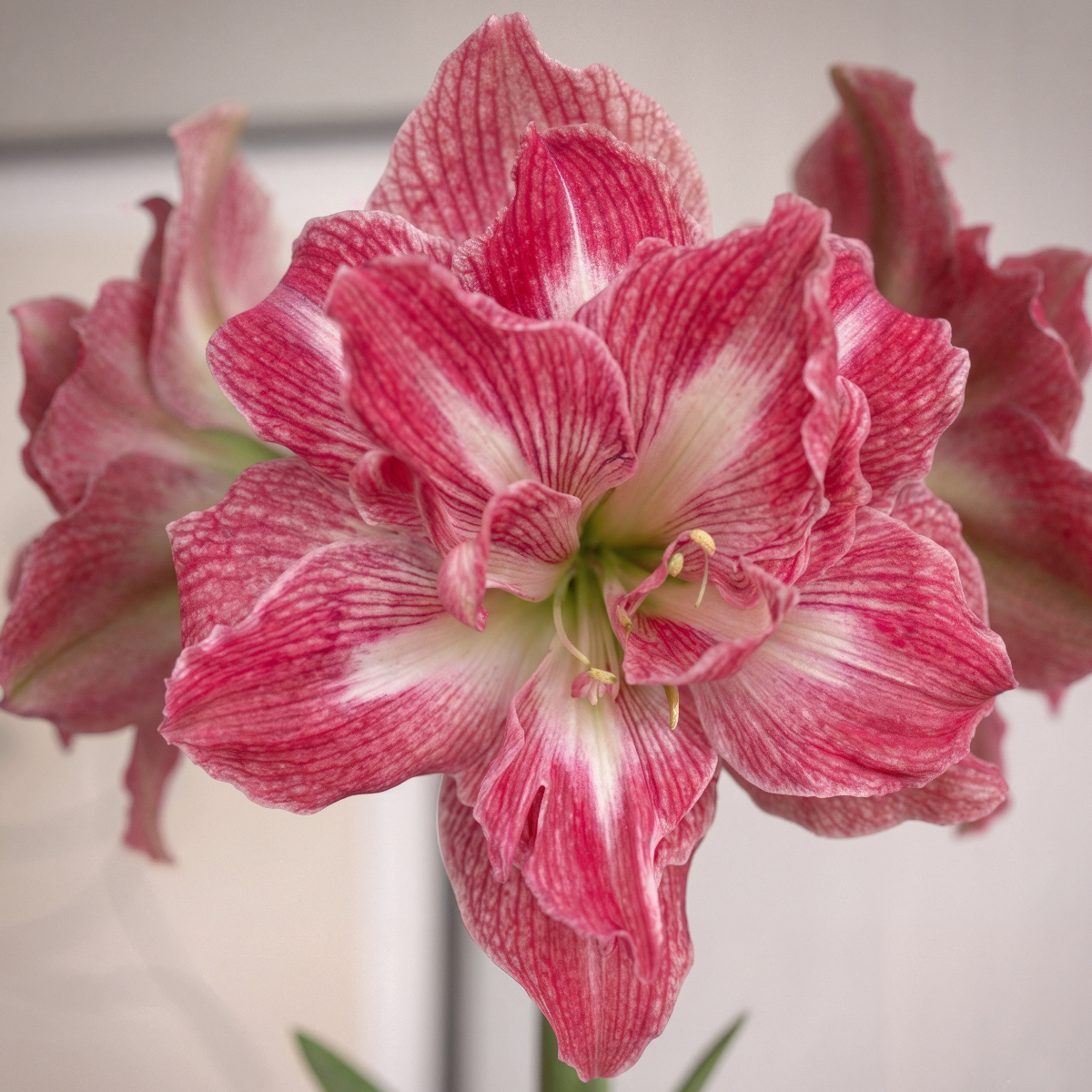 Amaryllis Pretty Nymph