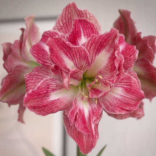 Amaryllis Pretty Nymph