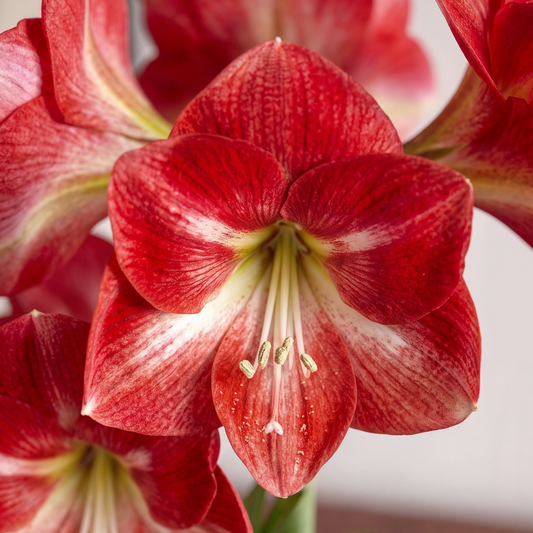 Amaryllis Candy Cream