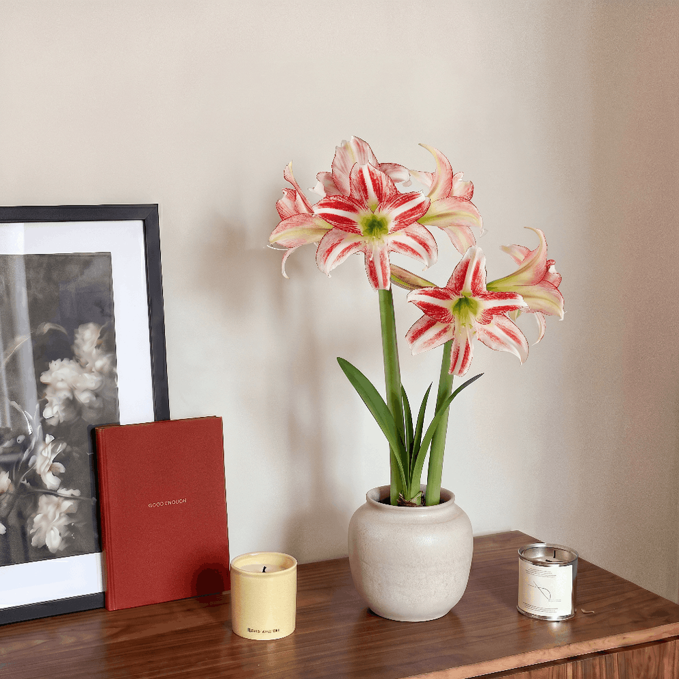Amaryllis Strawberry Ice
