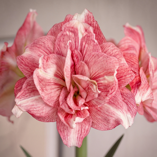 Amaryllis Rozetta