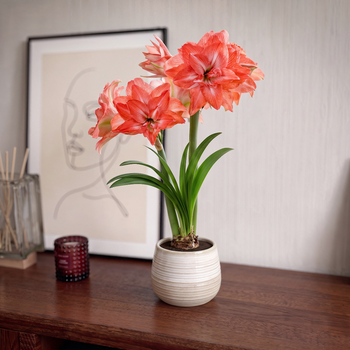 Amaryllis Lady Jane