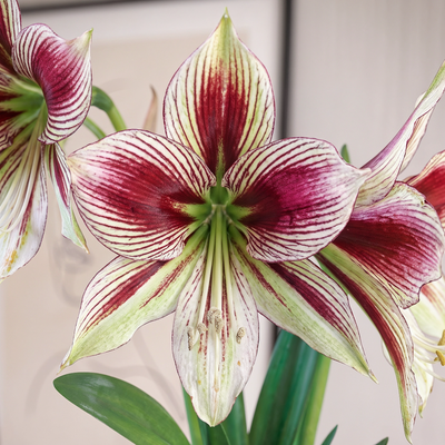 Amaryllis (Hippeastrum) Papilio