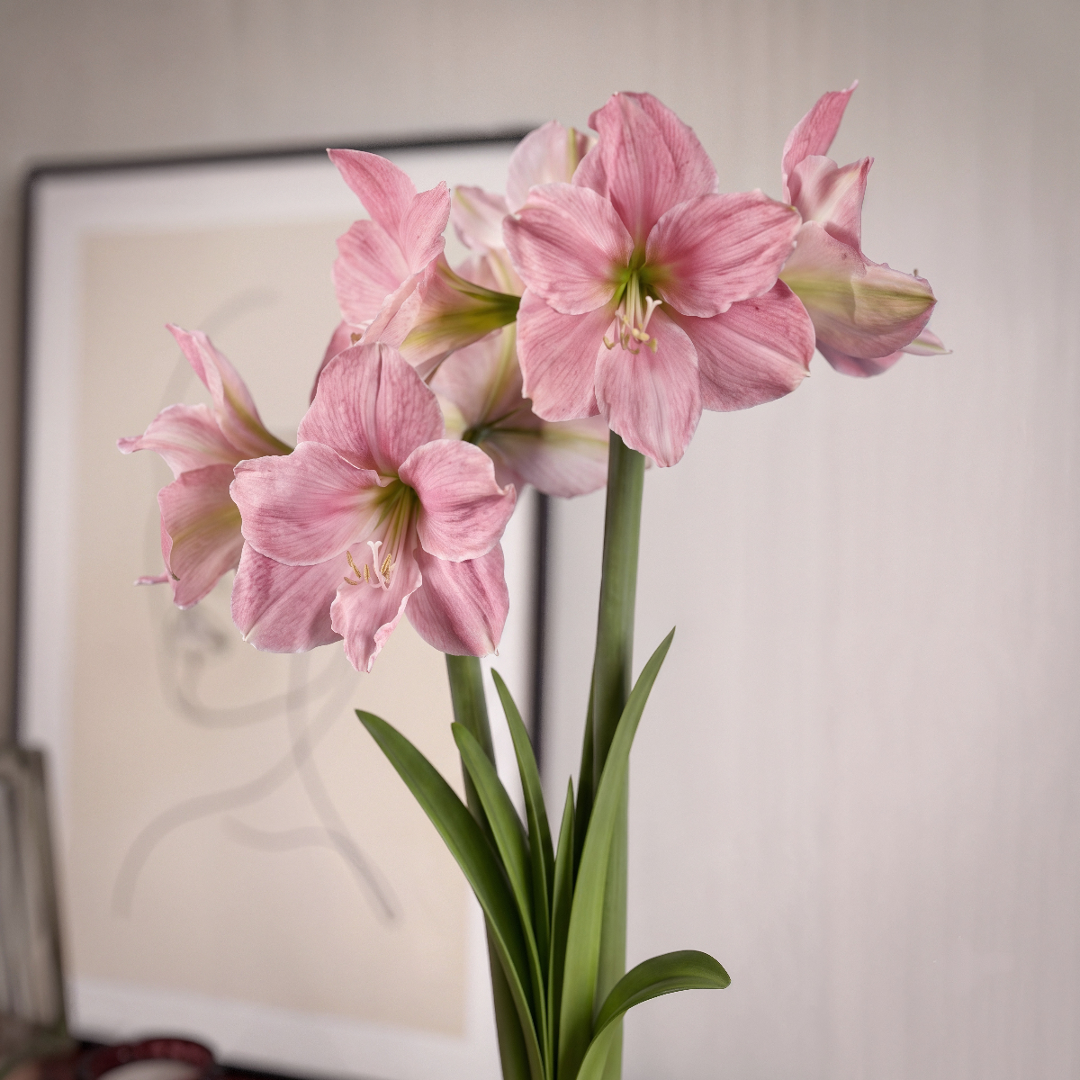 Amaryllis Sweet Star