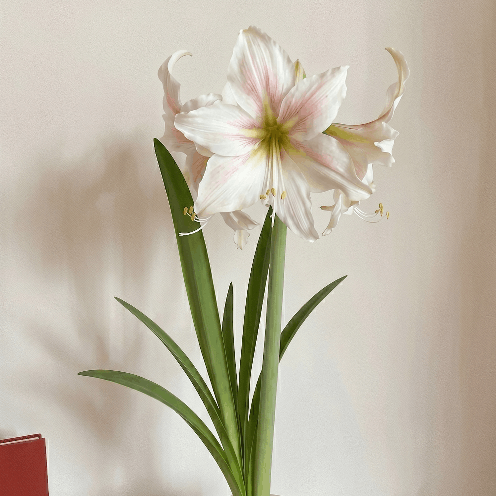 Amaryllis Marula