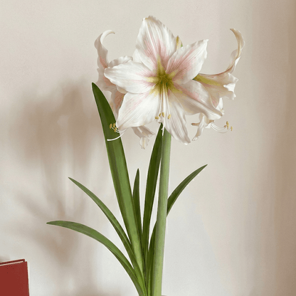 Amaryllis Marula