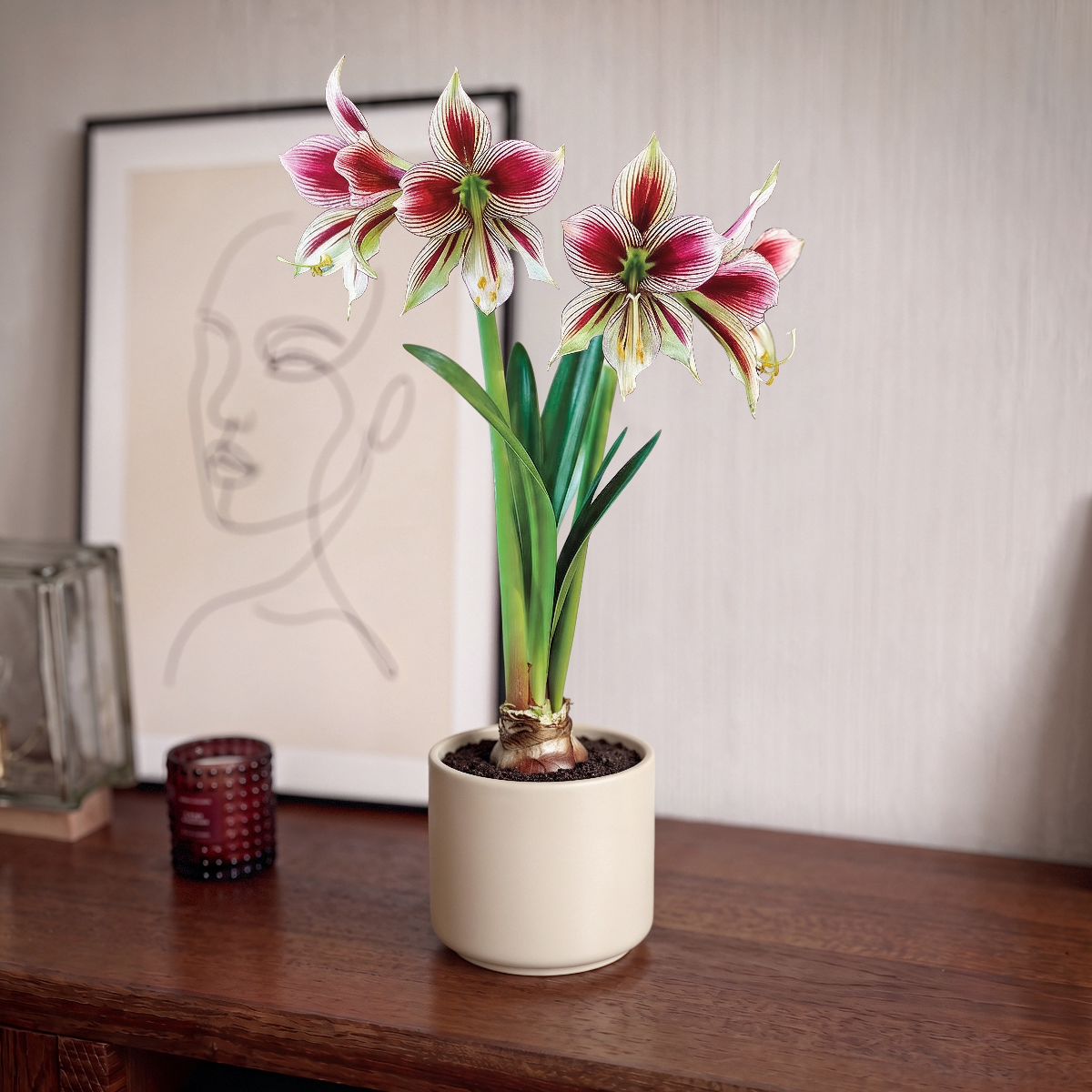 Amaryllis (Hippeastrum) Papilio