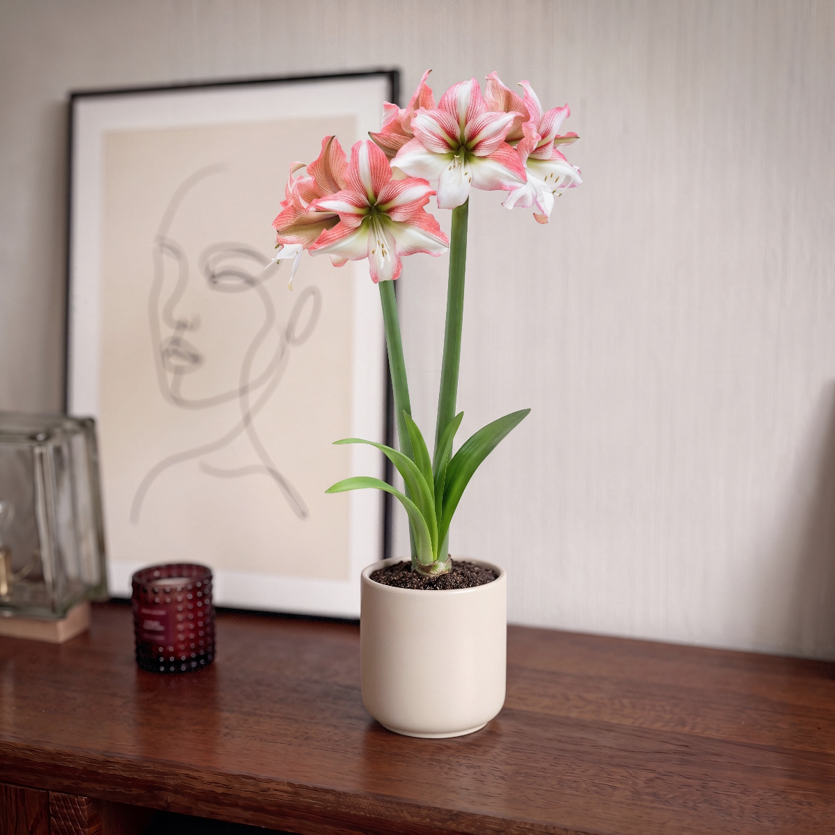 Amaryllis Amore