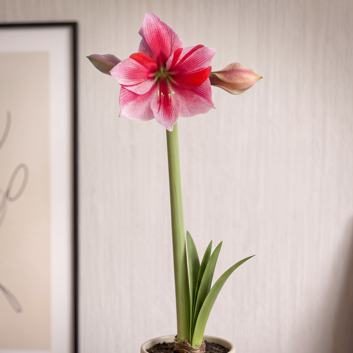 Amaryllis Gervase