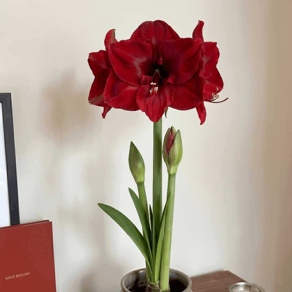 Amaryllis Merry Christmas