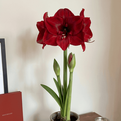 Amaryllis Merry Christmas