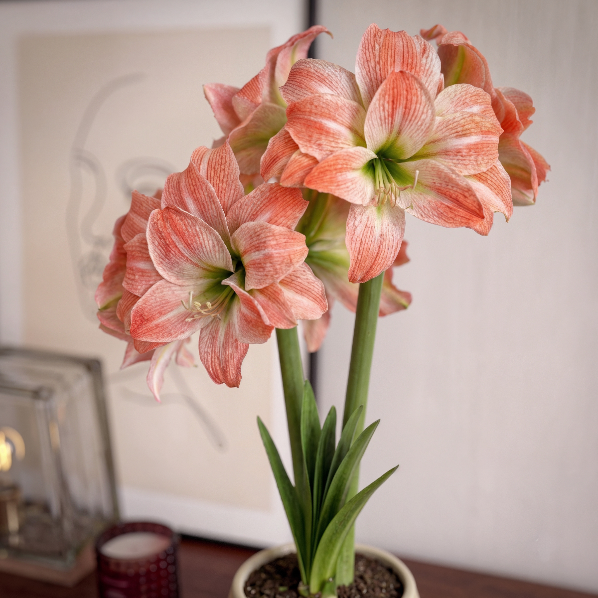 Amaryllis Giant Amadeus