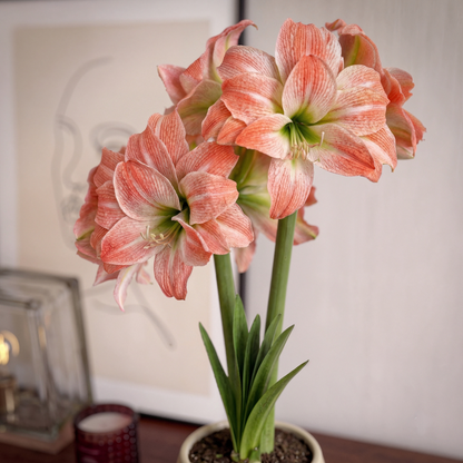 Amaryllis Giant Amadeus