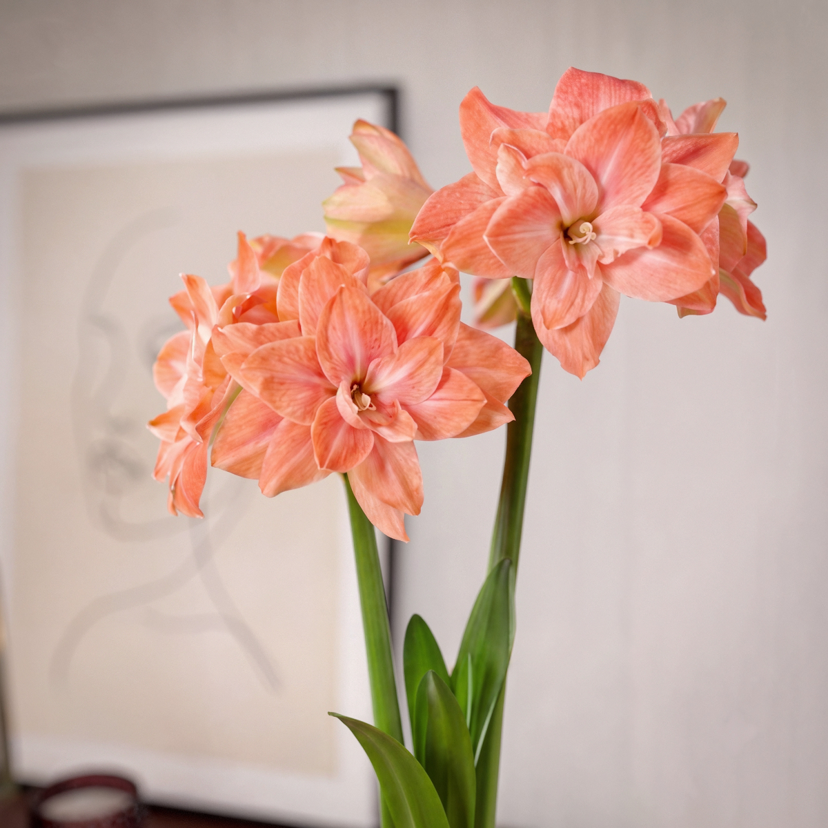 Amaryllis Flamingo Amadeus