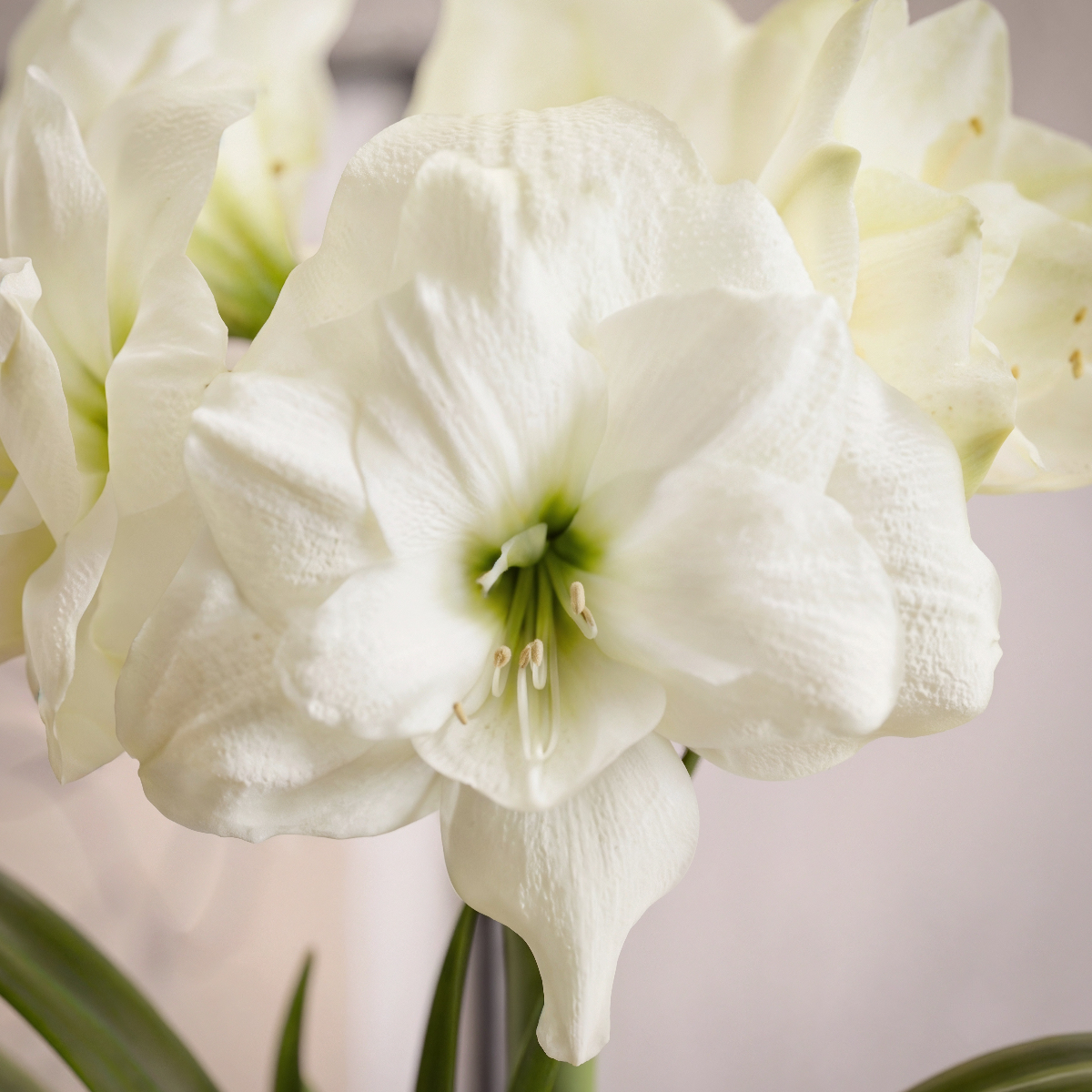 Amaryllis Alfresco