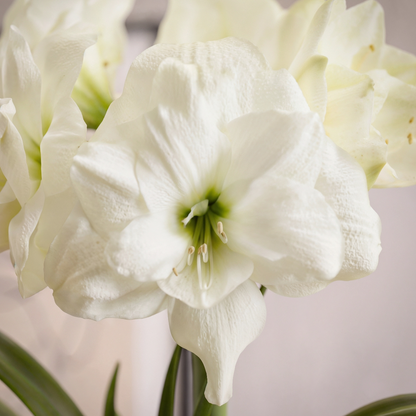 Amaryllis Alfresco