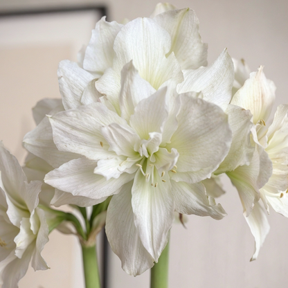 Amaryllis Arctic Nymph