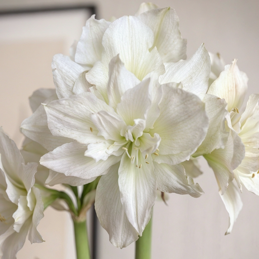 Amaryllis Arctic Nymph