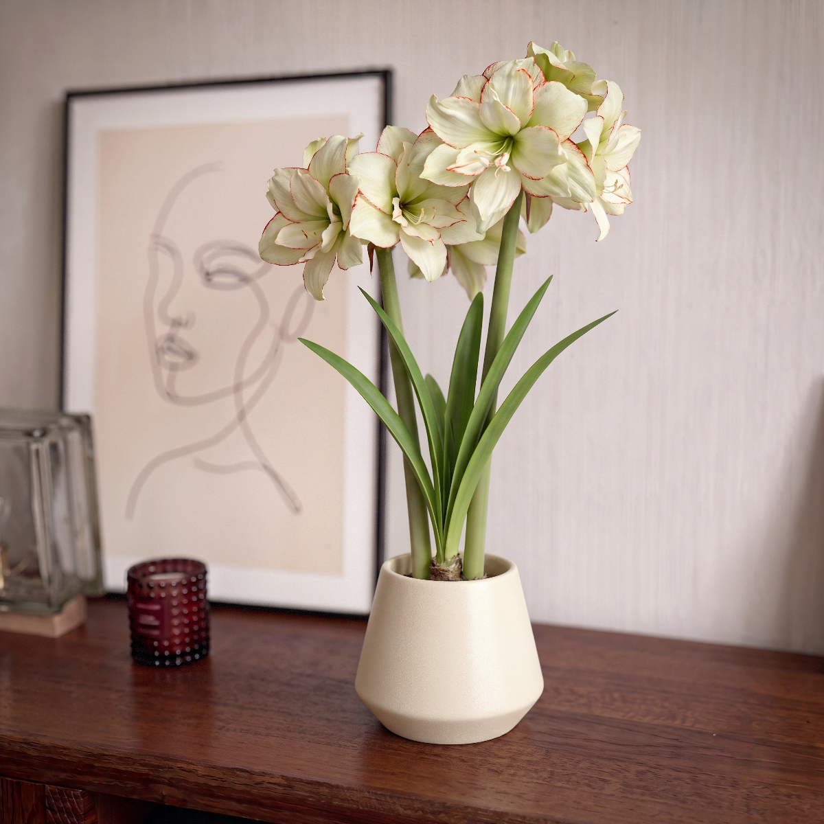 Amaryllis Picobello Majesty