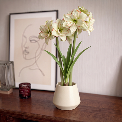 Amaryllis Picobello Majesty