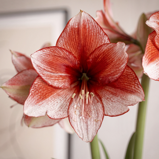 Amaryllis Stardust