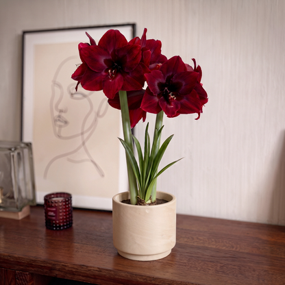 Amaryllis Carmen