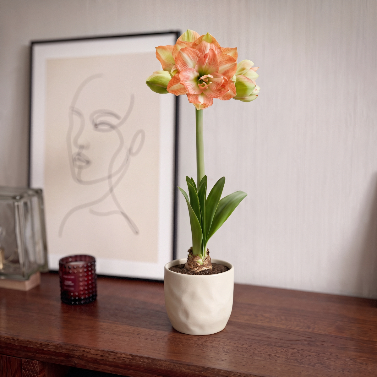 Amaryllis Beautiful Emotion