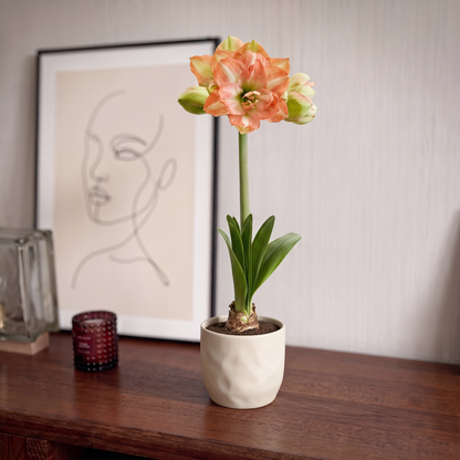 Amaryllis Beautiful Emotion