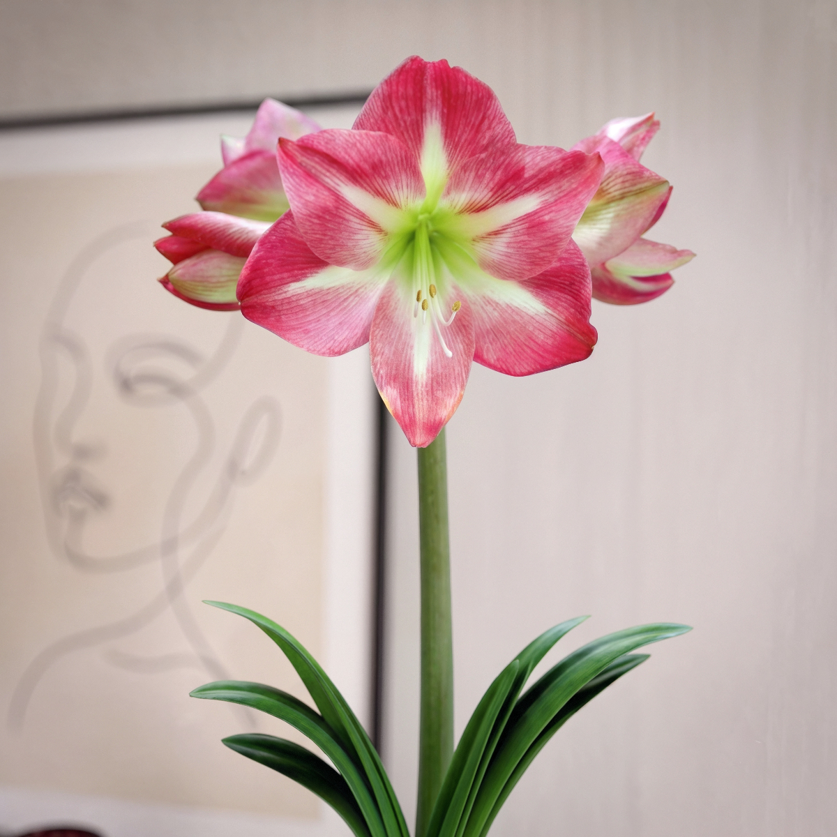 Amaryllis Exposure