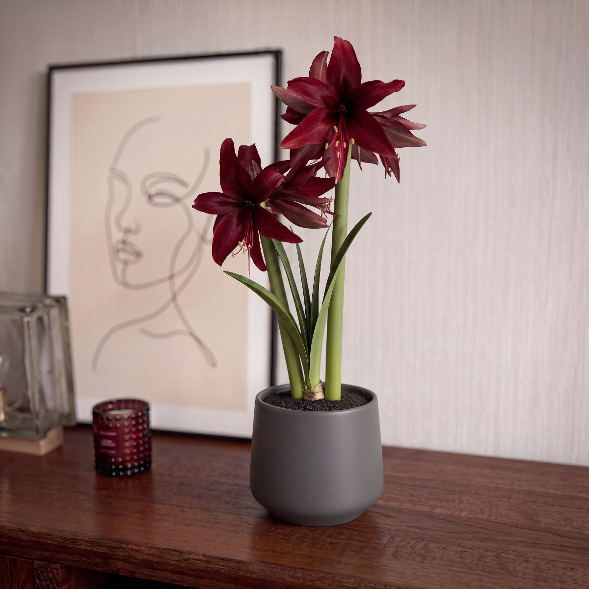 Amaryllis Red Amazone