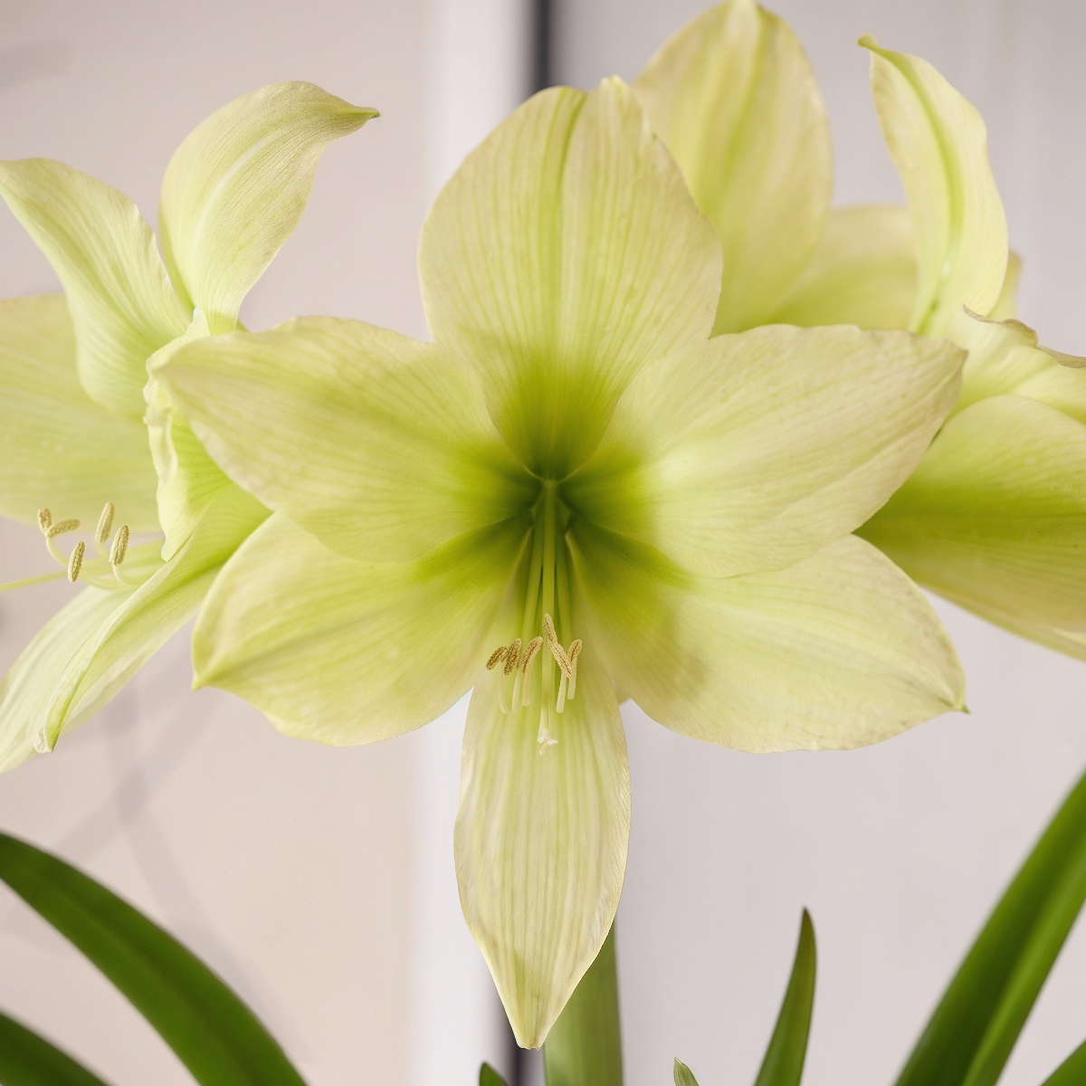Amaryllis (Hippeastrum) Yellow Star