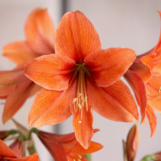 Amaryllis Terra Mystica