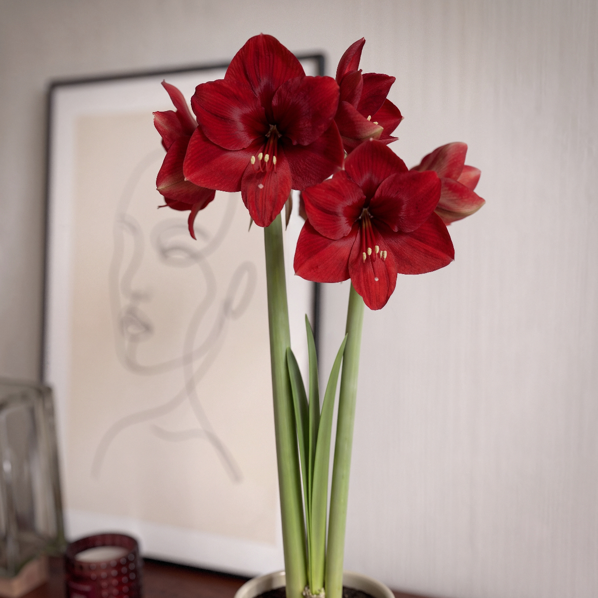 Amaryllis Fire Ball
