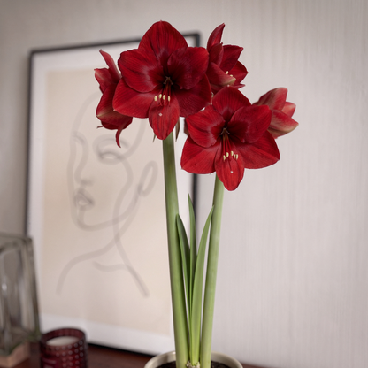 Amaryllis Fire Ball