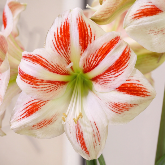 Amaryllis Sydney