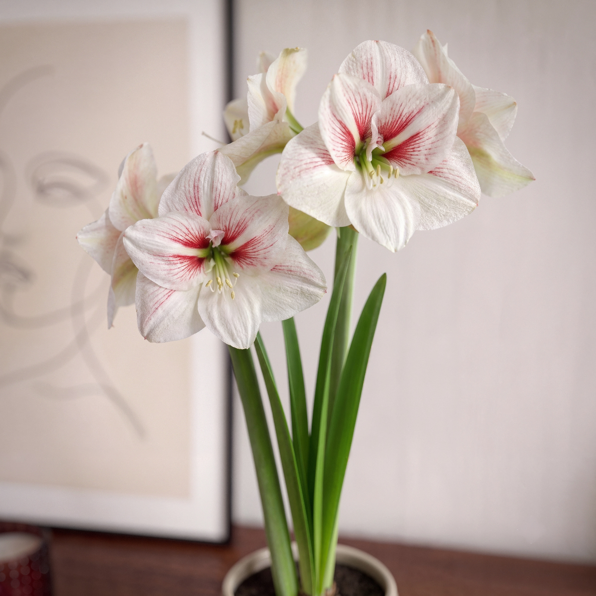 Amaryllis Elsa