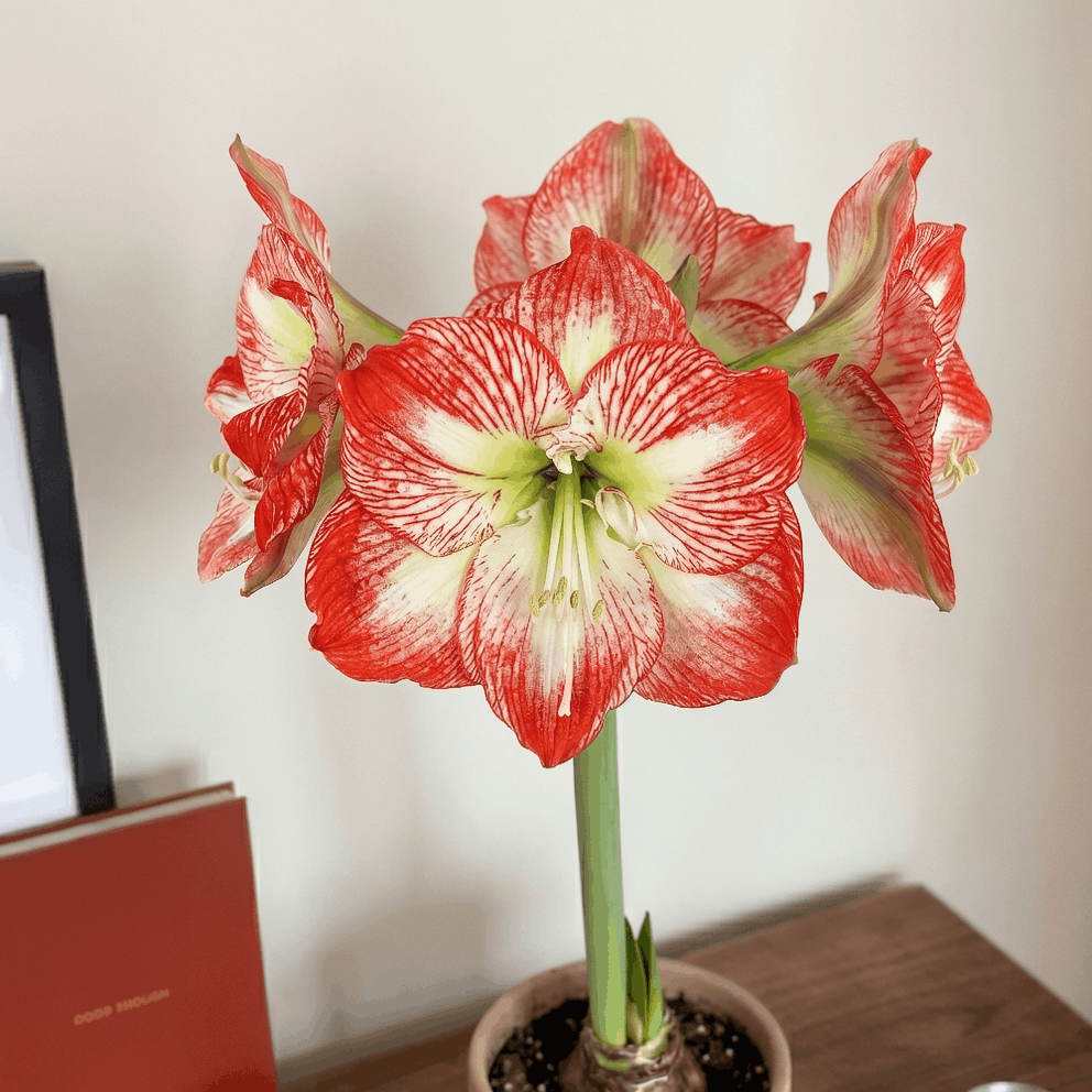 Amaryllis Mega Star
