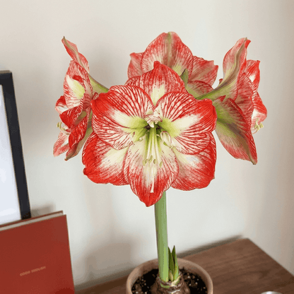 Amaryllis Mega Star