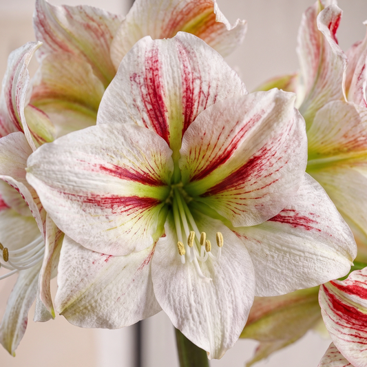 Amaryllis Ambiance