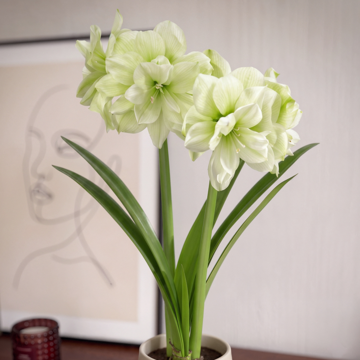 Amaryllis Marilyn