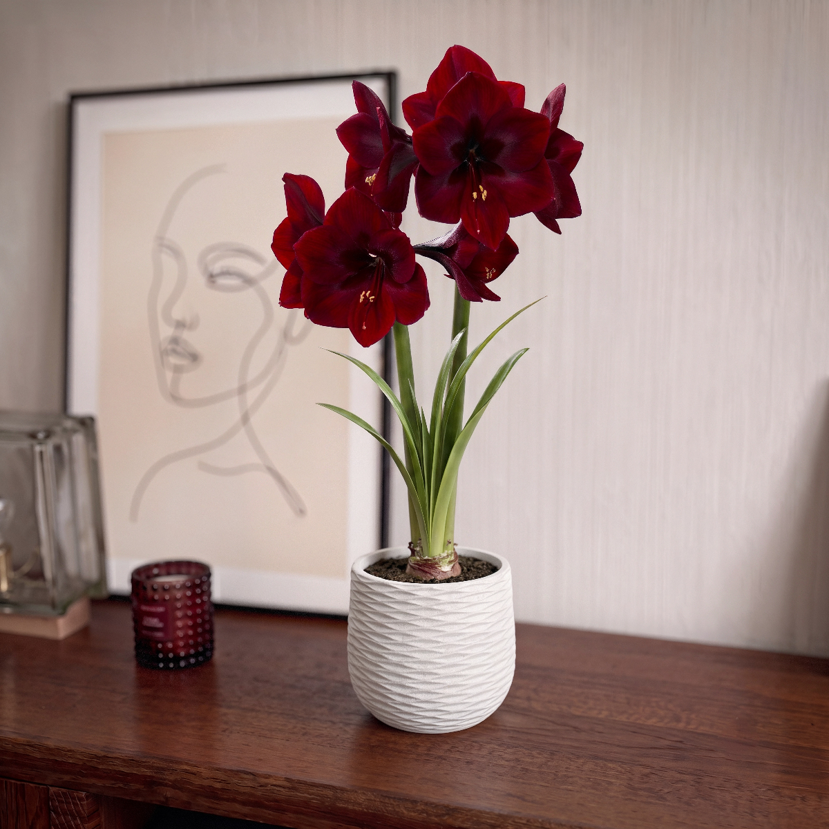 Amaryllis Benfica
