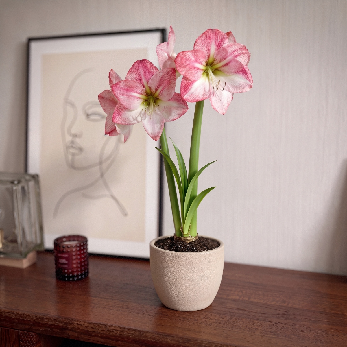 Amaryllis Blossom Grandise